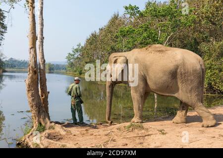Laos, province de Sayaboury, Centre de conservation de l'éléphant, éléphant et son mahout Banque D'Images
