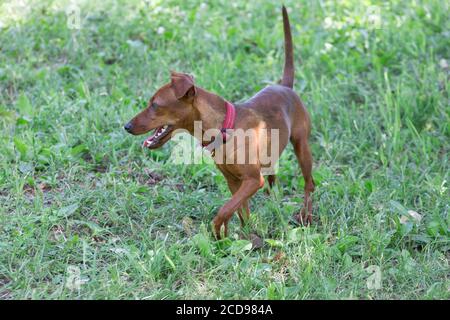 Le chiot Zwergpinscher marche sur une herbe verte dans le parc d'été. Animaux de compagnie. Chien de race. Banque D'Images