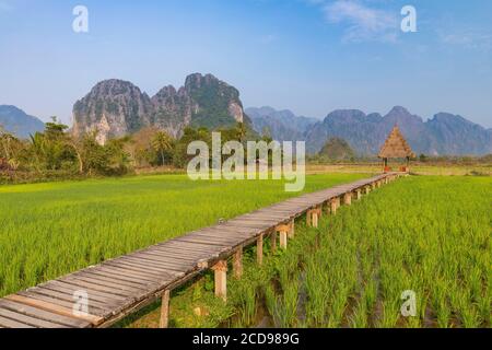 Lao, province de Vientiane, Vang Vieng, champ de riz, montagnes karstiques en arrière-plan Banque D'Images