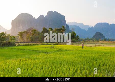 Lao, province de Vientiane, Vang Vieng, champ de riz, montagnes karstiques en arrière-plan Banque D'Images