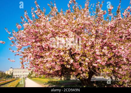 France, Paris, le jardin des plantes avec une fleur de cerisier japonais (Prunus serrulata) et la Grande Galerie du Musée d'Histoire naturelle au premier plan Banque D'Images