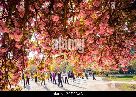 France, Paris, le jardin des plantes avec une fleur de cerisier japonais (Prunus serrulata) en premier plan, classe Tai Chi Banque D'Images