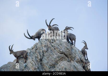 France, Savoie, massif de Beaufortain, faune alpine, groupe d'anciens ibexes mâles au refuge Presset Banque D'Images