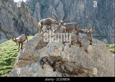 France, Savoie, massif de Beaufortain, faune alpine, groupe d'anciens ibexes mâles au refuge Presset Banque D'Images