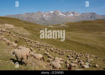 France, Hautes-Alpes (05), la tombe, troupeau de moutons sur le plateau d'Emparis et pic du Mas de la tombe Banque D'Images