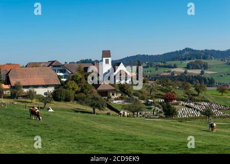 Suisse, canton de Berne, Vallée de l'Emme, troupeau de vaches devant l'église d'Affoltern im Emmental Banque D'Images