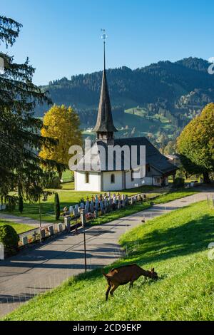 Suisse, canton de Berne, Vallée de l'Emme, Emmental, chèvre en face Eglise de Schangnau, cimetière et montagne de Trogehorn Banque D'Images