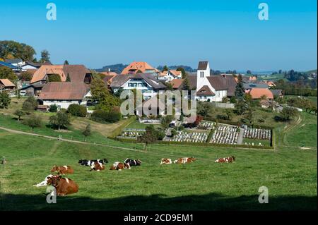 Suisse, canton de Berne, Vallée de l'Emme, troupeau de vaches devant l'église d'Affoltern im Emmental Banque D'Images