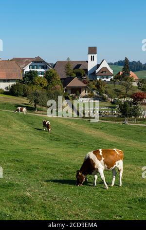 Suisse, canton de Berne, Vallée de l'Emme, troupeau de vaches devant l'église d'Affoltern im Emmental Banque D'Images