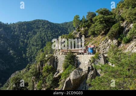 France, haute Corse, Vivario, dans la forêt de Verghello, évacuation du bois à transformer en camion à monter des copeaux de chauffage grue à moitié remplie en raison de la raideur de la pente Banque D'Images