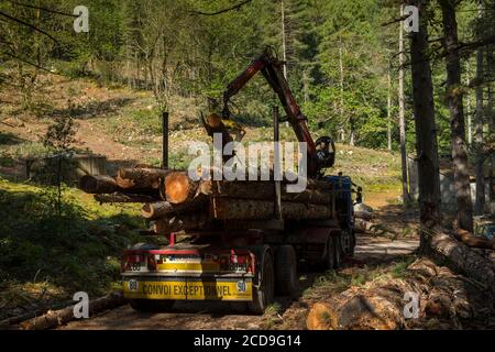 France, haute Corse, Vivario, dans la forêt de Verghello, chargement de grumes sur camion-grue Banque D'Images