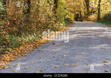 feuilles jaunes tombées le long de la route, route de campagne d'automne Banque D'Images