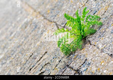 Gros plan d'une plante de Mayweed (tripleurospermum, matricaria) qui s'est entorrée d'une fissure dans les défenses en béton de la mer le long de la rive. Banque D'Images