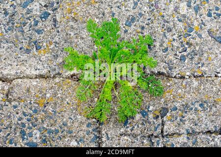 Gros plan d'une plante de Mayweed (tripleurospermum, matricaria) qui s'est entorrée d'une fissure dans les défenses en béton de la mer le long de la rive. Banque D'Images