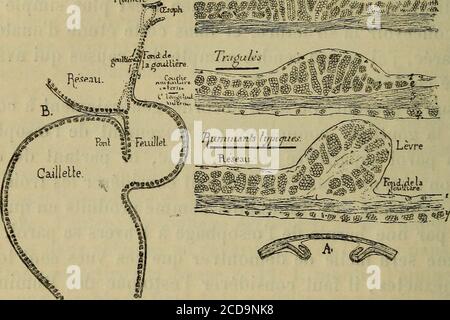 . Annales des sciences naturelles . moindre résis-tance, si bien celle cède toujours la première lorsquongonfle un estomac dune façon immodulée. En qualité, et cest un point sur lequel je tiens à insister, par quil a mis la confusion et masqué la simplicité de (1) J. A. Cordier, observations anatomiques sur la goutière œsophagiennede lestomac de quelques Mammifères {Bulletin de la Société philomathique deParis, 8* série V, n° 1, p. 59). (2) Leraigne, Pauntscheff, Noak, etc., ont décrit la structure de la gout-tière des Ourainanls. â2 •f. A. CORDIER. la structure, sur distengue sur un Banque D'Images