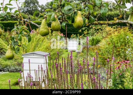 Un arbre de poire cultivé en espalier dans un jardin de campagne avec des ruches traditionnelles derrière. Banque D'Images