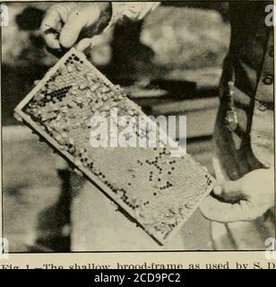 . Gleanings dans la culture de l'abeille . en- juillet 1, 1911 côté une salle, et la couverture avec les cadres d'adher tiré et placé sur la table à l'envers. Un peu de fumée est donnéat une extrémité des cadres, et la montre est keptde l'autre. Quand le (jueen court outupon la table elle est couverte d'une cage de trodusing-jusqu'à ce qu'elle se relève, quand l'entrée est fermée avec un morceau de miel sec CAN-mort de la taille d'un oeuf. Les abeilles dans la boîte sont maintenant secoués, et le cagewith la reine est placé rapidement à l'intérieur aveceux. La bouteille est remplie à nouveau, et l'ensemble est retourné à nouveau à la pièce sombre. Ils sont donc laissés Banque D'Images