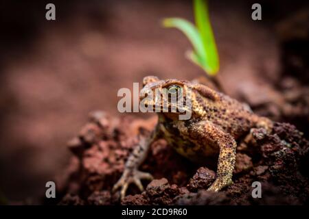Les grenouilles sont des amphibiens qui sont connus pour leurs capacités de saut, les sons croaking, les yeux renflés et la peau mince plus avec plus de 6,000 espèces. Banque D'Images