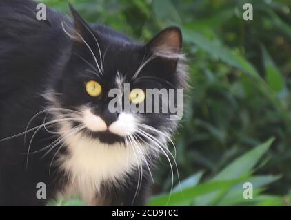 Chat noir et blanc sauvage dans un jardin, Issoire, France Banque D'Images
