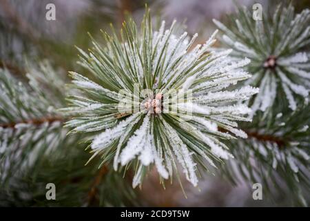 HAREID, NORVÈGE - 2016 NOVEMBRE 10. Des cristaux de glace se sont formés sur un arbre vert lors d'un fort gel. Banque D'Images