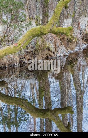 HAREID, NORVÈGE - 2016 NOVEMBRE 10. Vieux couvert d'arbre mort avec mose avec miroir de réflexion sur l'eau le matin froid. Banque D'Images