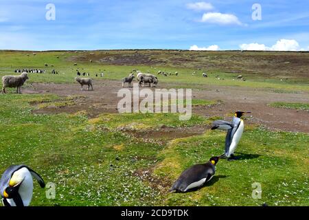 Les mouflons et les pingouins du roi partagent le même espace à Volunteer point, sur les îles Falkland Banque D'Images