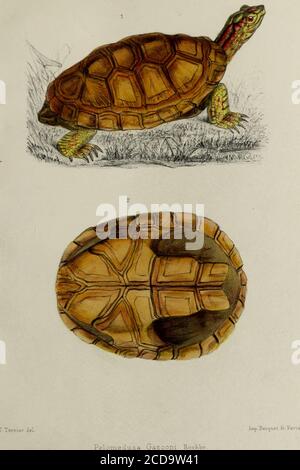 . Une de la Sénégamie, vertérés . 4 FAUNE DE LA SÊNÉGAMBIE PAR A.-T. DE ROCHEBRUNE DoCTRUR Ki jMkDECINEAide-Naturaliste au Musée de Paris LAURÉAT DE LA FACULTÉ DE MÉDECINE DE PARIS, LAURÉAT DE LINSTITUT (AC. DES SC),ANCIEN MÉDECIN COLONIAL A S-IOUIS (SÉNÉGAL),MEMBRE DE LA SOCIÉTÉ LINNEENNE DE BORDEAUX, ETC , ETC. REPTILES PARIS OCTAVE DOUIN ÉDLTEURI 8, PLACE DE LODÉON, 8.1883-1885 TOUS DROITS RÉSERVÉS. PLANCHE I Figure 1. — Pelomedusa Gasconi, Rochbr., — H/5 grand, nat.» 2. — Plastron vu en dessous, — même réduction. PI. I. 1 PLANCHE II FIGURE 1. — Heplathyra Aubrpi, Cope, adulte, — Banque D'Images