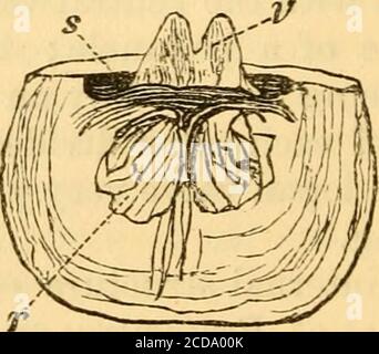 . Annexe au Manuel de Molluska de S.P. Woodward, A.L.S. : contenant des coquilles récentes et fossiles qui ne sont pas mentionnées dans la deuxième édition de cette œuvre . Fig. 25. Fig. 26. Streptorhi/nchus pelargowitus. -intérieur de la valve ventrale ; f, dents ; a, empreintes musculaires cardinales. Figure 26.—intérieur de la valve dorsale; s, douilles; v, processus cardinal; r, cicatrice adducteur. Étymologie, strepto, je me plie ou tord; rhynchos, a beak.types, S. pelargonatus, Schloth. sp.; S. Devonica, Dorb. sp.* Voir p. 379.60 ERACHIOPODA. Coque ineqiiivalved, convexe ou concavité-convexe, externalystriée ; hin Banque D'Images