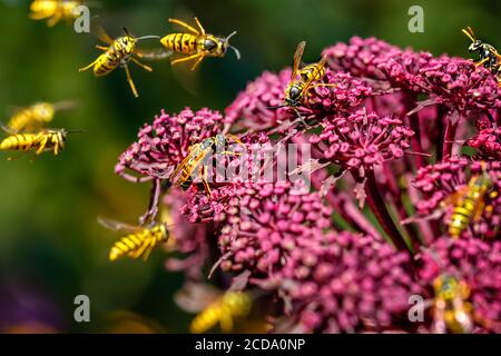 Wasps (Deutsche Wespe / vespula germanica) pollinisation et lutte autour de Giant Angelica (Roter Engelwurz / angelica gigas). Banque D'Images