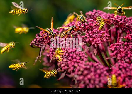 Wasps (Deutsche Wespe / vespula germanica) pollinisation et lutte autour de Giant Angelica (Roter Engelwurz / angelica gigas). Banque D'Images