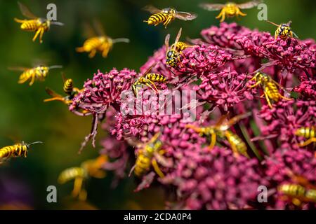 Wasps (Deutsche Wespe / vespula germanica) pollinisation et lutte autour de Giant Angelica (Roter Engelwurz / angelica gigas). Banque D'Images