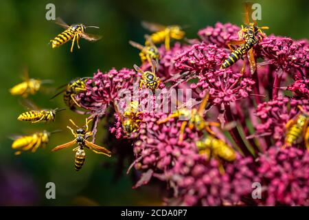 Wasps (Deutsche Wespe / vespula germanica) pollinisation et lutte autour de Giant Angelica (Roter Engelwurz / angelica gigas). Banque D'Images