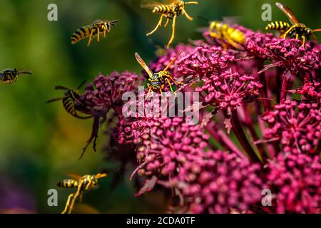 Wasps (Deutsche Wespe / vespula germanica) pollinisation et lutte autour de Giant Angelica (Roter Engelwurz / angelica gigas). Banque D'Images