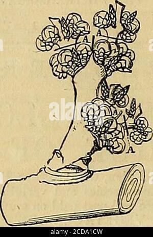 . La chronique des jardiniers et la Gazette agricole . le nouveau système il semble que les pousses qui poussent des bourgeons matures thosituated à l'avant et les côtés de la branche sont retenus; ceux derrière sont dibutés comme Fig. 3. Les lattes secondaires qui poussent des premières sont également pincées à une feuille de leurs bases, comme à A, Fig. 3. Les pousses qui poussent à nouveau à partir de parties vigoureuses sont entièrement retirées. Ces opérations provoquent la production de bourgeons qui, au pruning d'hiver, ont l'aspect représenté par la Fig. 4; ils sont ensuite coupés à A, a de manière à ne laisser que le Banque D'Images