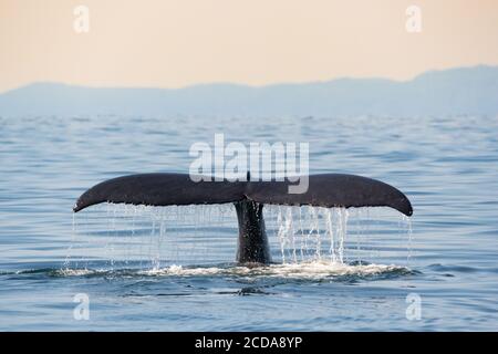 La baleine à bosse BCX1193 'Zig Zag' lève sa queue hors de l'eau alors qu'elle entre pour une plongée profonde au large de la côte de Vancouver, en Colombie-Britannique. Banque D'Images