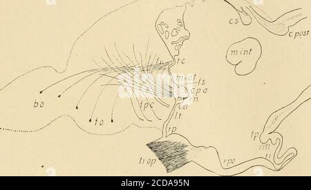 . Journal de neurologie comparative . Figure 7 Emys lutaria, section sagittale médiane du cerveau d'un embryon plus avancé que celui illustré à la figure 6. Figure 8 embryon humain, 31 mm. C. longueur R., section sagittale médiane de la collection Brain.Huber, no XLVII. Dans les relations au sujet de la recessce neuroporique, l'embryon est essentiellement en accord avec les embryons de tortues. SEPTUM, HIPPOCAMPE, PALLIAL COMMISSUEES 431. Figure 9 Cistudo Carolina, adulte, section sagittale médiane du précerveau. La comnaissure de Thepallial est descendue en relation étroite avec le commissureso antérieur que le renfoncement neuroporique est l'aen Banque D'Images