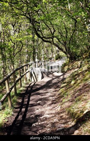 Sentier sinueux à travers une forêt gallois dans la campagne du Carmarthenshire Photo du Royaume-Uni du sud du pays de Galles Banque D'Images