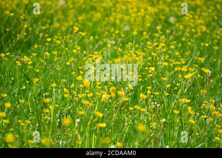 Belle prairie alpine avec fleurs jaunes vives Banque D'Images