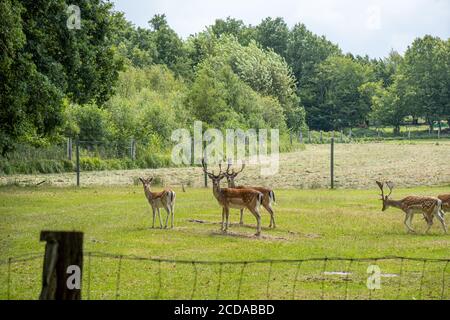 dans un enclos beaucoup de cerfs jachères vivent ensemble dans un groupe Banque D'Images