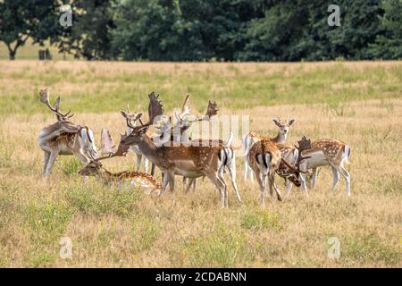 dans un enclos beaucoup de cerfs jachères vivent ensemble dans un groupe Banque D'Images