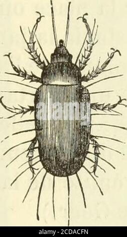 . Histoire naturelle des langues simples : ou cours d'histoire naturelle professé à l'École supérieure de pharmacie de Paris . Banque D'Images