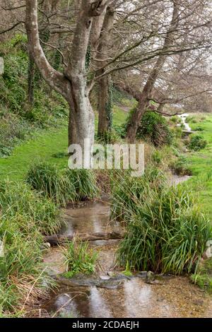 un ruisseau paisible et serein qui traverse un bois avec des arbres et des roseaux dans l'eau. Banque D'Images