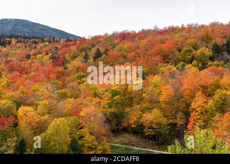 Forêt feuillue colorée à flanc de colline au sommet du feuillage d'automne un jour d'automne nuageux Banque D'Images