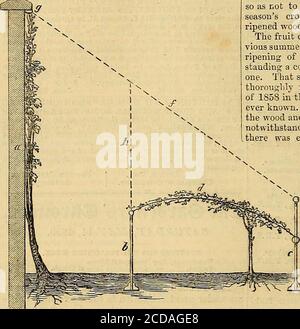 . La chronique des jardiniers et la Gazette agricole . il la largeur du wdiole doit être dûment préparedpour les arbres fruitiers, car elle est généralement près du mur pour les pêches. Nous lanterions ensuite ar. Archied trelis, springing 2 pieds du sol à l'avant au-dessus de la frontière, à 5 ou 6 pieds du mur, sous lequel nous planterions d'autres genres d'arbres fruitiers pour le couvre-trelis, disons les meilleurs genres de poires et prunes sur les aspects sud; Cerises, prunes et poires sur les frontières est et ouest; et groseilles à maquereau et lateCurrants de Warrington sur les aspects nord. Le diagramme d'accompagnement représente le mur et le trellis, et Wil Banque D'Images