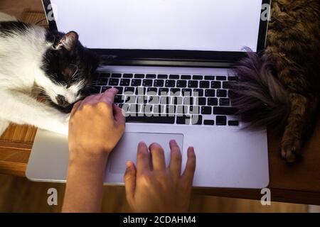 Personne travaillant sur un ordinateur portable avec écran vide et de jolis chats dormant au clavier. Concept de bureau à domicile, travail à distance avec vos animaux de compagnie. Vue de dessus Banque D'Images