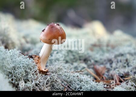 Champignon immature (Amanitfa fulva) croissant dans la forêt, entouré de lichen ou de mousse. Banque D'Images
