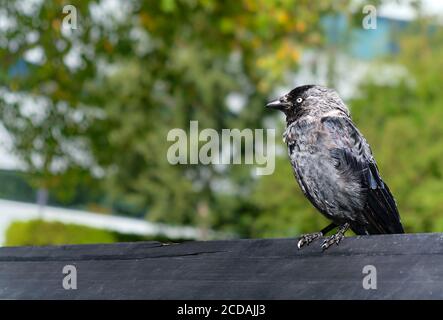 Un seul Jackdaw occidental, Coloeus monedula également connu sous le nom de la tachaw eurasienne, tachaw européenne perchée sur un banc de parc, espace de copie. Banque D'Images