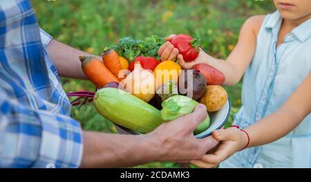 Légumes dans les mains de l'enfant et du père dans le jardin. Mise au point sélective. Banque D'Images