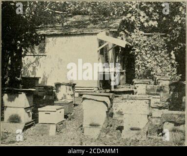 . Gleanings dans la culture des abeilles . FIGURE 4.—NOUVEAU HANGAR D'EXTRACTION ET VIGNES PLANTÉES. Cadre ainsi fait. Les grineurs de Virginie ont erceted et ont rapidement couvert le fil, comme la figure de shown. 5. De cette façon, ce petit hacher a été fait pour paraître tout à fait présentable. À gauche de la salle d'extraction se trouve un noyer anglais qui teinte complètement la partie verte du bâtiment pendant l'été. Sur le côté opposé du bâtiment, et sometwenty pieds loin, se trouve un grand figuier qui étend certaines de ses branches sur une pintade de la attenante ainsi que les dépendances. À une extrémité du thisapiaire se trouvent quelques orangers, et Banque D'Images