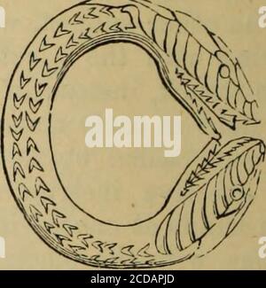 . Pompéi; son histoire, ses bâtiments et ses antiquités : un compte rendu de la destruction de la ville, avec une description complète des vestiges, des fouilles récentes et aussi un itinéraire pour les visiteurs . Anneau. Illllfc^^^^ Banque D'Images